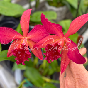 ボリウッド・サイケ・ファンク・コンピ \"Fire Star\" Wright Media Fireplace 113088L | Classic Flame / Twin Star | AFW.com